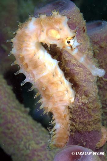 hippocampe plongée nosy be